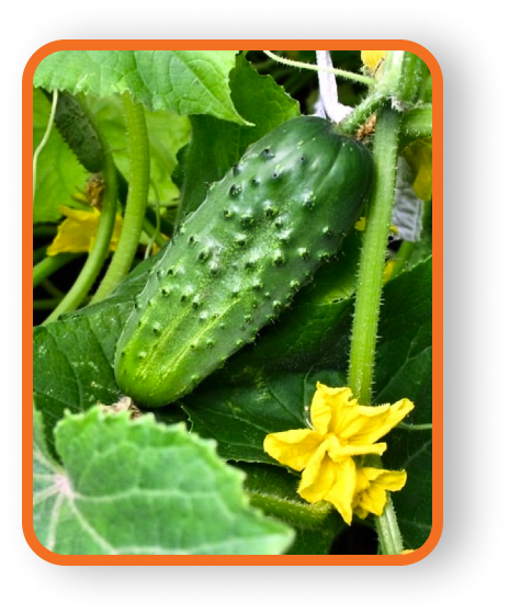 Зображення багато огірків